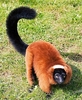 Red ruffed lemur (Varecia rubra)