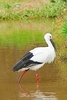 Oriental white stork (Ciconia boyciana)
