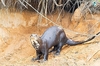 Giant otter (Pteronura brasiliensis)