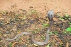 Indian cobra (Naja naja)