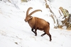 Alpine ibex (Capra ibex)