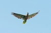 Saint Lucia Amazon (Amazona versicolor)