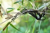 Tiger keelback (Rhabdophis tigrinus)