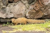 Small Indian mongoose (Herpestes auropunctatus)