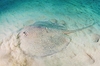 Porcupine ray (Urogymnus asperrimus)