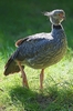 Southern screamer (Chauna torquata)