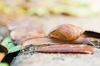 Rosy wolfsnail (Euglandina rosea)