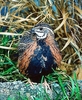 Harlequin quail (Coturnix delegorguei)