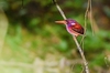 Philippine dwarf kingfisher (Ceyx melanurus)