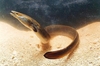 European eel (Anguilla anguilla)