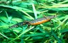 Alpine newt (Triturus alpestris)