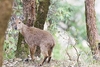 Himalayan goral (Naemorhedus goral)