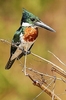 Amazon kingfisher (Chloroceryle amazona)