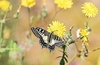 Corsican swallowtail (Papilio hospiton)