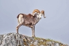 Argali