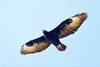 Verreaux's eagle (Aquila verreauxi)