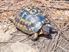 Mediterranean spur-thighed tortoise (Testudo graeca)