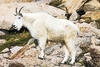 Mountain goat