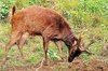 Philippine brown deer (Cervus mariannus)