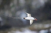 Red-billed tropicbird (Phaethon aethereus)