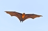 Indian flying fox (Pteropus medius)