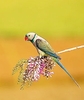 Malabar parakeet (Psittacula columboides)