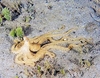 Atlantic longarm octopus (Macrotritopus defilippi)