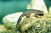 Alpine newt (Triturus alpestris)