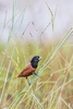 Chestnut munia (Lonchura atricapilla)