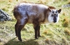 Japanese serow (Capricornis crispus)