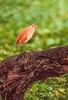 Cinnamon bittern (Ixobrychus cinnamomeus)