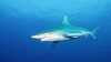 Blacktip shark (Carcharhinus limbatus)