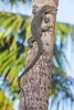 Bennett's long-tailed monitor (Varanus bennetti)