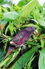 Pohnpei lorikeet (Trichoglossus rubiginosus)
