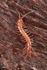 Brown centipede (Lithobius forficatus)