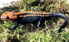 Tylototriton ngoclinhensis (Ngoc Linh Crocodile Newt): new species of Salamandridae from Vietnam