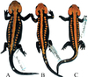 Tylototriton ngoclinhensis (Ngoc Linh Crocodile Newt): new species of Salamandridae from Vietnam