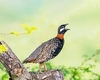 Black francolin (Francolinus francolinus)