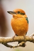 Guam kingfisher (Todiramphus cinnamominus)