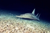 Giant guitarfish (Rhynchobatus djiddensis)