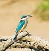 Sacred kingfisher (Todiramphus sanctus)