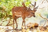 Persian fallow deer (Dama mesopotamica)