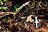 Masked palm civet (Paguma larvata)