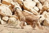 Arabian tahr (Arabitragus jayakari)