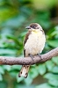 Greater honeyguide (Indicator indicator)