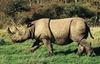 Sumatran rhinoceros (Dicerorhinus sumatrensis)