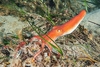 Southern sand octopus (Octopus kaurna)