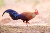 Sri Lankan junglefowl (Gallus lafayetii)