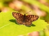 Heath fritillary (Melitaea athalia)