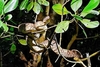 Madagascar tree boa (Sanzinia madagascariensis)